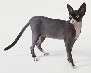 Black and white Sphynx cat (Felis silvestris catsu), standing turning its head, side view Black and white Sphynx cat (Felis silvestris catsu), standing turning its head, side view