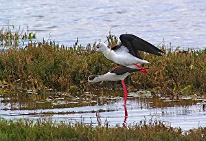 Black-winged Stilt. Himantopus Himantopus Black-winged Stilt. Himantopus Himantopus