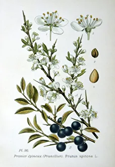 Blackthorn or Sloe (Prunus spinosa). Sprigs showing fowers and fruit. Deciduous shrub Blackthorn or Sloe (Prunus spinosa). Sprigs showing fowers and fruit. Deciduous shrub