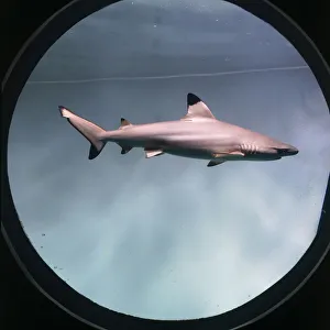 <b class=qtipBold><figcaption>Blacktip reef shark</figcaption></b><br><em>© Dorling Kindersley/UIG</em> Blacktip reef shark