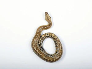 Blood python (python curtus brongersmai) Blood python (python curtus brongersmai)