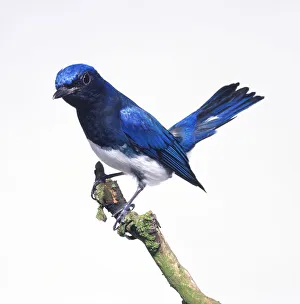 Blue-and-white Flycatcher (Cyanoptila cyanomelana) perching on thin branch showing Blue-and-white Flycatcher (Cyanoptila cyanomelana) perching on thin branch showing