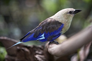 Blue-bellied roller (Coracias cyanogaster) perching on a branch, side view Blue-bellied roller (Coracias cyanogaster) perching on a branch, side view