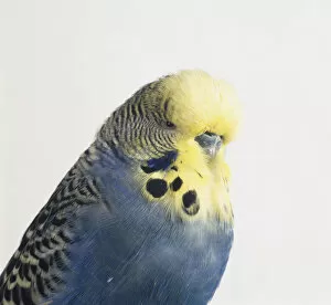 Images Dated 13th March 2014: Blue Budgerigar (Melopsittacus undulatus) showing light yellow head feathers, profile view