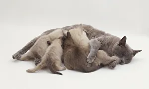 Blue Burmese cat (Felis sylvestris catus) lying on side and suckling a litter of lilac Blue Burmese cat (Felis sylvestris catus) lying on side and suckling a litter of lilac