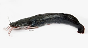 Blue Catfish (Ictalurus furcatus) showing barbil Blue Catfish (Ictalurus furcatus) showing barbil