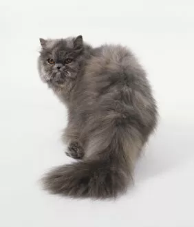 Blue Cream Gallery: Blue-cream Persian Cat (Felis catus) standing, looking back over its shoulder