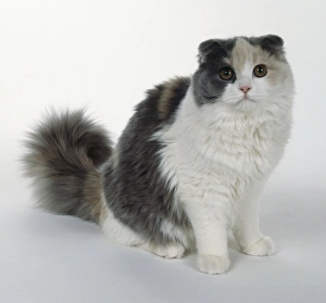 Blue-Cream and White Scottish Fold cat with tightly folded ears, large round eyes, and short legs, sitting