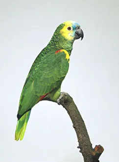 Blue fronted amazon parrot side view For sale as Framed Prints, Photos,  Wall Art and Photo Gifts