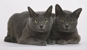 Two blue Korat cats (Felis silvestris catus), seated together, looking at camera Two blue Korat cats (Felis silvestris catus), seated together, looking at camera