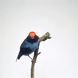 Blue Manakin or Swallow-tailed Manakin (Chiroxiphia caudata) Blue Manakin or Swallow-tailed Manakin (Chiroxiphia caudata)