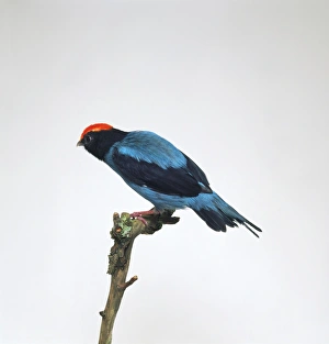 Blue Manakin or Swallow-tailed Manakin (Chiroxiphia caudata) Blue Manakin or Swallow-tailed Manakin (Chiroxiphia caudata)