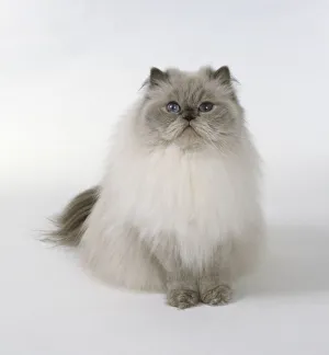 Blue Point longhaired cat with massive, round head and well tufted paws, sitting Blue Point longhaired cat with massive, round head and well tufted paws, sitting
