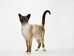 Blue Point Snowshoe cat, standing, looking up Blue Point Snowshoe cat, standing, looking up