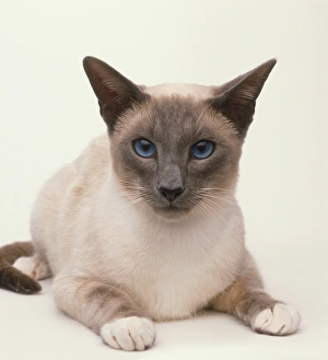 A Blue-point Snowshoe Siamese Cat (Felis catus), lying down, front view A Blue-point Snowshoe Siamese Cat (Felis catus), lying down, front view