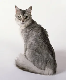 blue-silver-somali-cat-oval-