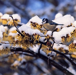 Blue Tit on snow-covered Witch-Hazel branchlet Blue Tit on snow-covered Witch-Hazel branchlet