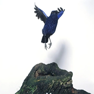 Blue Whistling-thrush (Myophonus caeruleus) moving up in flight from moss-covered tree Blue Whistling-thrush (Myophonus caeruleus) moving up in flight from moss-covered tree