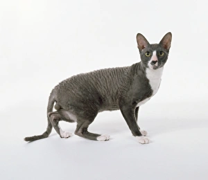 Blue and White Cornish Rex with crinkled eyebrows and whiskers and curly or wavy hair Blue and White Cornish Rex with crinkled eyebrows and whiskers and curly or wavy hair