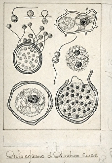 Botany, Fungi, Life cycle of Olpidium viciae, illustration Botany, Fungi, Life cycle of Olpidium viciae, illustration