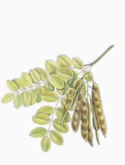 Robinia Gallery: Botany, Trees, Fabaceae, Leaves and fruits of Robinia Robinia pseudoacacia, illustration