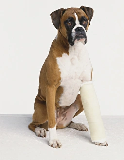 Boxer dog (Canis familiaris) with its leg in plaster Boxer dog (Canis familiaris) with its leg in plaster