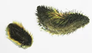 Segmented Worm Gallery: Bristle worm, Annelida