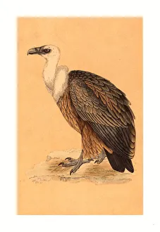 British 19th Century, Griffon Vulture British 19th Century, Griffon Vulture
