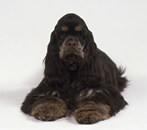 Brown American Cocker Spaniel lying down Brown American Cocker Spaniel lying down