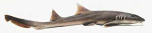 Brown-Banded Bamboo Shark, view from above Brown-Banded Bamboo Shark, view from above