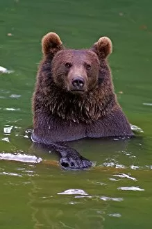 Images Dated 20th August 2006: Brown Bear. Ursus Arctos