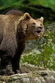 Images Dated 20th August 2006: Brown Bear. Ursus Arctos