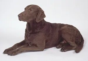 Brown Chesapeake Bay Retriever lying down Brown Chesapeake Bay Retriever lying down