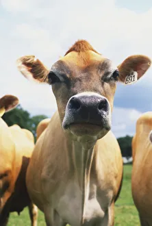 Brown cow among its herd in grassy field, close up Brown cow among its herd in grassy field, close up