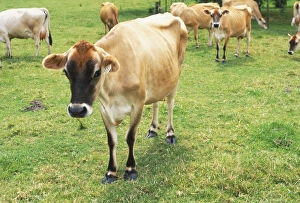 Brown cows with black patches on their head in grassy field, front view Brown cows with black patches on their head in grassy field, front view