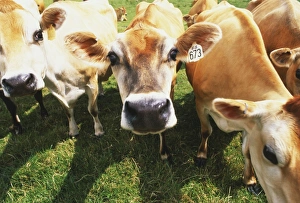 Brown cows in grassy field, close up Brown cows in grassy field, close up