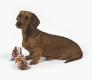 A brown Dachshund (Canis familiaris) sitting with a rope toy in front, side view A brown Dachshund (Canis familiaris) sitting with a rope toy in front, side view