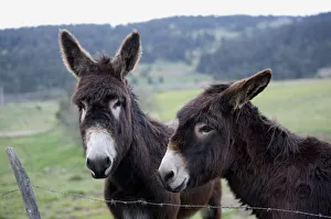 Two brown donkeys standing near barbed wire fence in field in Massif Central, close-up Two brown donkeys standing near barbed wire fence in field in Massif Central, close-up