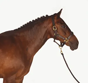 Brown pony (Equus caballus) with plaited mane, side view Brown pony (Equus caballus) with plaited mane, side view