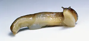 Brown Slug, raising head to expose paler underside Brown Slug, raising head to expose paler underside