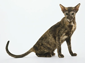 Brown tortoiseshell Oriental Shorthair Cat (Felis catus), side view Brown tortoiseshell Oriental Shorthair Cat (Felis catus), side view