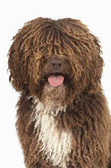 Brown and white curly-coated Spanish Water Dog (Perro de Agua Espanol) Brown and white curly-coated Spanish Water Dog (Perro de Agua Espanol)