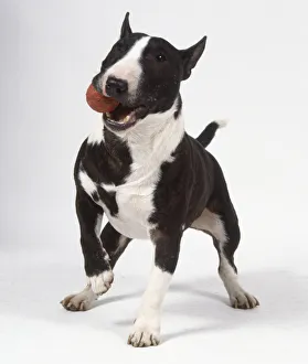 A brown and white miniature bull terrier with pointed ears and right paw raised A brown and white miniature bull terrier with pointed ears and right paw raised