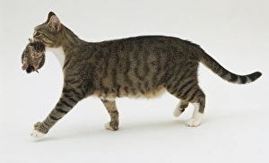 Brown and White Tabby Cat Carries her Young Kitten in her Mouth Brown and White Tabby Cat Carries her Young Kitten in her Mouth