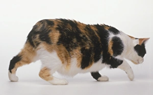 Brown and white tortoiseshell manx on all fours, side view Brown and white tortoiseshell manx on all fours, side view