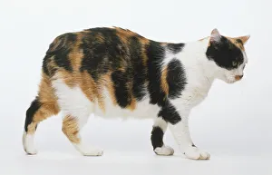 Brown and white tortoiseshell Manx Cat (Felis catus) on all fours, side view Brown and white tortoiseshell Manx Cat (Felis catus) on all fours, side view