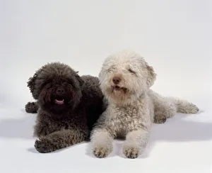 Two brown and yellow Lagotto Romagnolo dogs lying down Two brown and yellow Lagotto Romagnolo dogs lying down