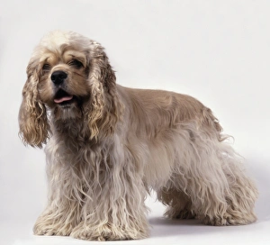 Buff American Cocker Spaniel Dog standing Buff American Cocker Spaniel Dog standing