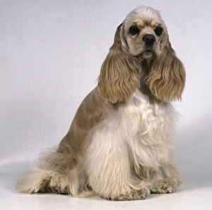 Buff coloured American Cocker Spaniel sitting Buff coloured American Cocker Spaniel sitting