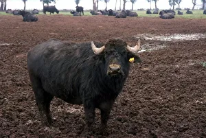 <b class=qtipBold><figcaption>Buffalo</figcaption></b><br><em>© Marka/Universal Images Group</em> Buffalo